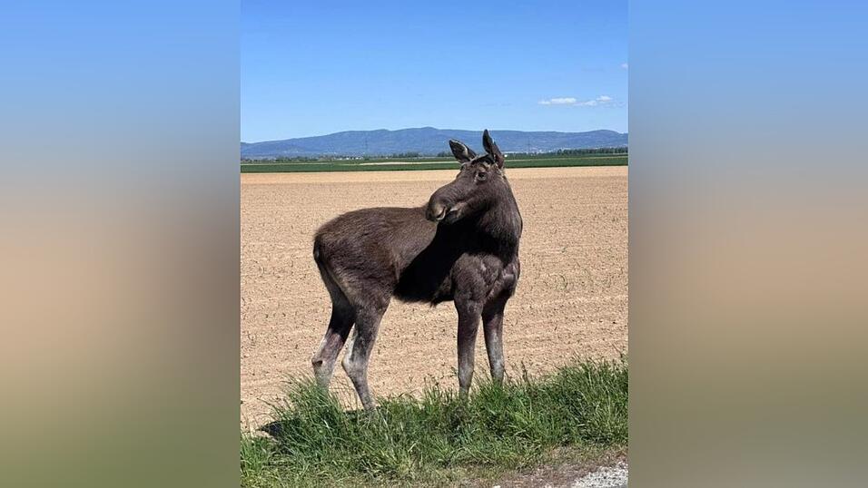 Im linken Ohr des Elchs kann man eine Marke erkennen. Ob es sich bei dem Tier um &bdquo;Emil&ldquo; handelt, kann Kreisjagdberater Manfred Stockner nicht mit Sicherheit sagen.