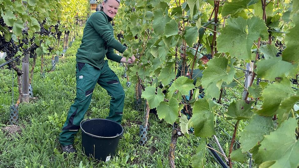 Steffi Heindl ist eine der Erntehelfer bei der Weinlese, bei der Menschen mit und ohne Behinderung gemeinsam anpacken.