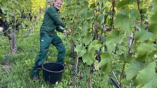 Steffi Heindl ist eine der Erntehelfer bei der Weinlese, bei der Menschen mit und ohne Behinderung gemeinsam anpacken.