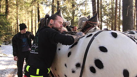 Oliver Fritsch untersucht die Pferde vor der Arbeit.