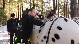 Oliver Fritsch untersucht die Pferde vor der Arbeit.