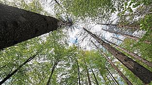 Auf einen langsamen natürlichen Waldumbau nach den vom Borkenkäfer zerstörten Wäldern setzt eigentlich die Nationalparkverwaltung in weiten Teilen des Nationalparks.