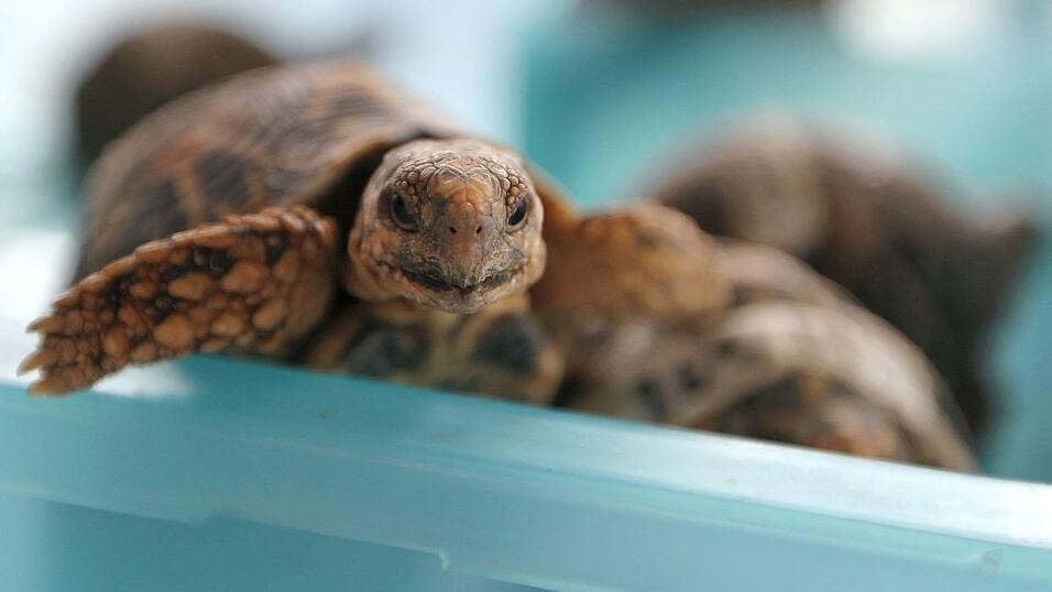 Indische Sternschildkr&ouml;ten sind in Asien wegen ihrer auff&auml;lligen Panzerzeichnung sehr beliebt. (Archivbild)