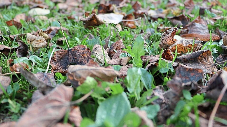 Den Tieren zu Liebe darf man sich beim Garten aufr&auml;umen auch mal zur&uuml;ckhalten.
