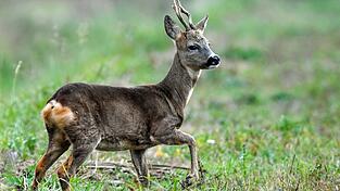 Im Kreis Rottal-Inn wurden fünf Rehe gewildert.