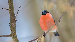 Der Dompfaff ist zwischen 15 und 17 Zentimeter groß. Der Dompfaff ist zwischen 15 und 17 Zentimeter groß.