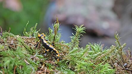 Salamander in neuem Heim