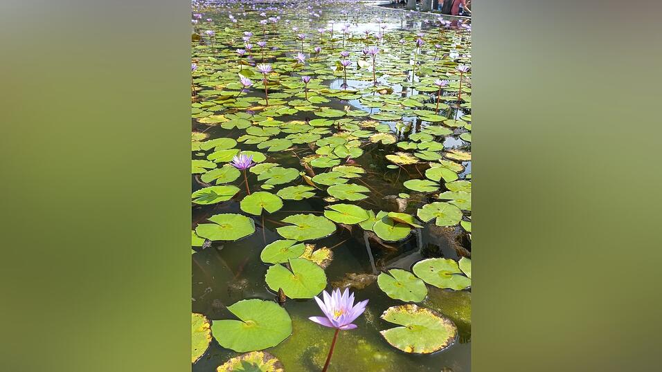 Bilder aus dem vorweihnachtlichen Singapur.