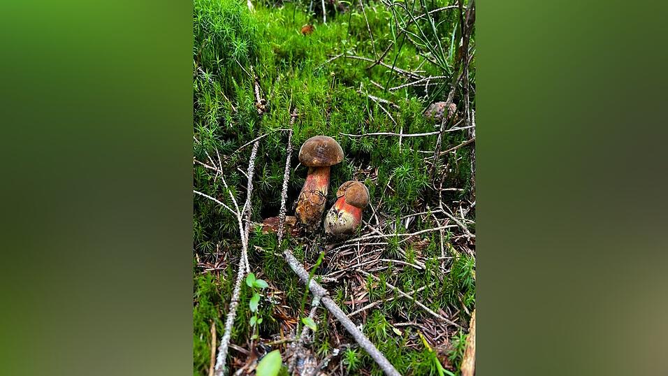 Beim Wandern am kleinen Arbersee hat Lukas Zitzlsperger dieses schöne Exemplar entdeckt. Beim Wandern am kleinen Arbersee hat Lukas Zitzlsperger dieses schöne Exemplar entdeckt.