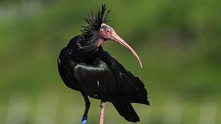 Ein Waldrapp wurde in Österreich von einem Golfball tödlich getroffen