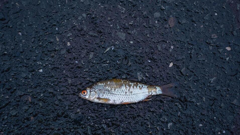 Die Selbitz ist in der gleichnamigen Ortschaft durch die starken Niederschläge zu einem reißenden Fluss geworden. Im Landkreis Hof wurde am Dienstagabend aufgrund weitreichender Überschwemmungen der Katastrophenfall ausgerufen.