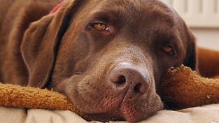 Ein Essay über den Wert der Langsamkeit. Oder warum es schön wäre, Hund zu sein.
