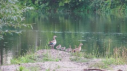 Der Biederweiher soll ein wichtiger Baustein beim Hochwasserr&uuml;ckhalt werden.