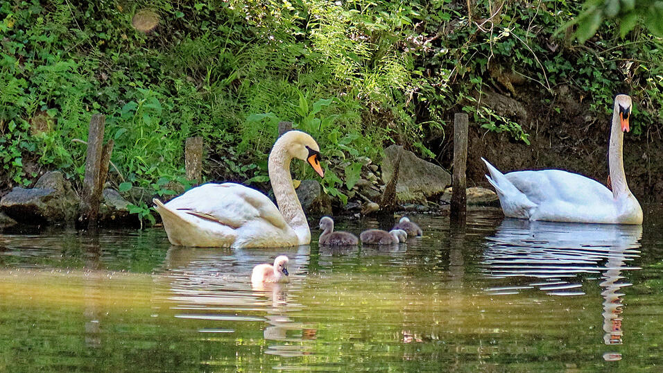 Ergolding, sechs junge Schw&auml;ne im Isararm hinter der Luitpoldbr&uuml;cke.