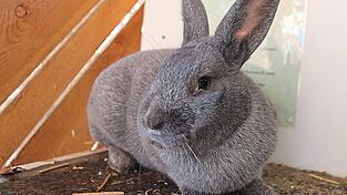 Die Silberung im Fell gibt der Kaninchenrasse den Namen. Auch die internationalen Preisrichter bei der Europaschau in der Slowakei staunten nicht schlecht über das Zuchtmaterial aus Pösing, kennen viele die Deutschen Großsilber doch nur aus dem Standard. Die Silberung im Fell gibt der Kaninchenrasse den Namen. Auch die internationalen Preisrichter bei der Europaschau in der Slowakei staunten nicht schlecht über das Zuchtmaterial aus Pösing, kennen viele die Deutschen Großsilber doch nur aus dem Standard.
