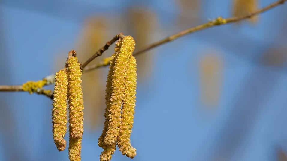 Die Kehrseite des Fr&uuml;hlings: Haselnusspollen, die bei manchen Menschen Allergien ausl&ouml;sen. (Archivbild)