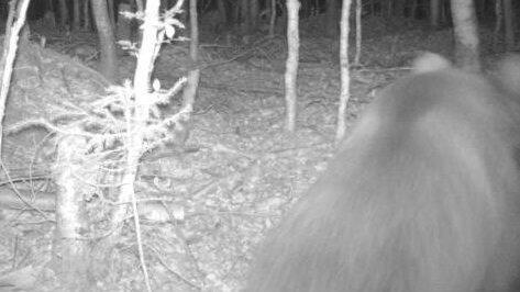 Ein Braunbär ist im Landkreis Bad Tölz-Wolfratshausen in eine Fotofalle getappt. Ein Braunbär ist im Landkreis Bad Tölz-Wolfratshausen in eine Fotofalle getappt.