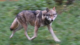 Laut Polizei hat der Wolf eine Frau gebissen und verletzt. (Symbolbild) Laut Polizei hat der Wolf eine Frau gebissen und verletzt. (Symbolbild)