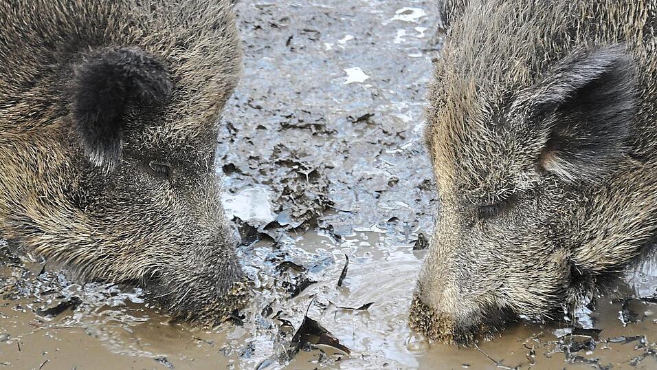 War die erschossene Wildsau jetzt verstrahlt oder handelt es sich um eine Schlammschlacht unter Jägern? War die erschossene Wildsau jetzt verstrahlt oder handelt es sich um eine Schlammschlacht unter Jägern?