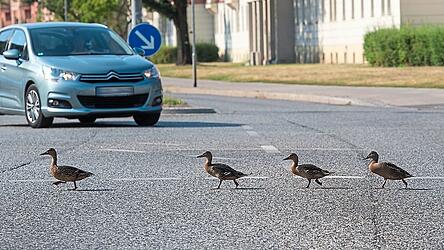 Ver&auml;rgert, weil man bremsen muss, oder gl&uuml;cklich, weil man etwas sch&ouml;nes sieht? Positive Aspekte in schwierigen Lebenslagen wahrzunehmen, empfehlen die Profis.