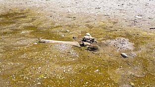 Hitze enthüllt Mammut-Unterkiefer in bulgarischem Donaudorf Hitze enthüllt Mammut-Unterkiefer in bulgarischem Donaudorf