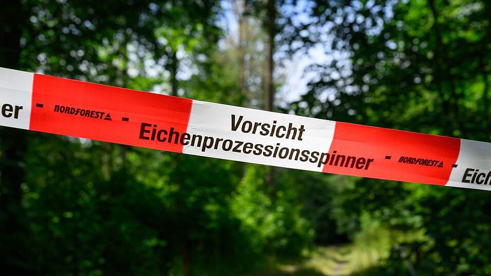 Der wärmeliebende Eichenprozessionsspinner konnte sich stark vermehren. Auch im Wald sind Eichen betroffenen. (Archivbild) Der wärmeliebende Eichenprozessionsspinner konnte sich stark vermehren. Auch im Wald sind Eichen betroffenen. (Archivbild)