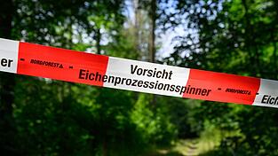 Der wärmeliebende Eichenprozessionsspinner konnte sich stark vermehren. Auch im Wald sind Eichen betroffenen. (Archivbild) Der wärmeliebende Eichenprozessionsspinner konnte sich stark vermehren. Auch im Wald sind Eichen betroffenen. (Archivbild)