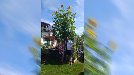 Im Garten von Familie Konadl wächst eine überdimensionale Sonnenblume.