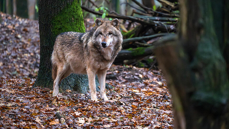 Im Kreis Regensburg wurde ein toter Wolf gefunden. (Symbolbild) Im Kreis Regensburg wurde ein toter Wolf gefunden. (Symbolbild)