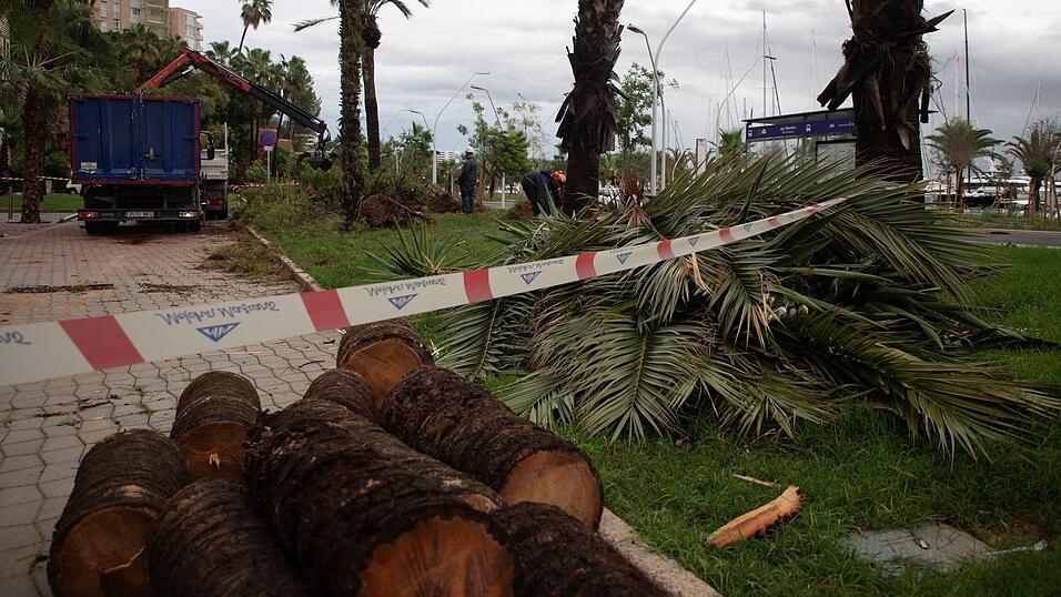 Umgestürzte Bäume liegen an der Strandpromenade von Palma.