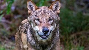 Die Debatte um die Bejagung des Wolfs geht weiter. Tirol will einen regulären Abschuss.