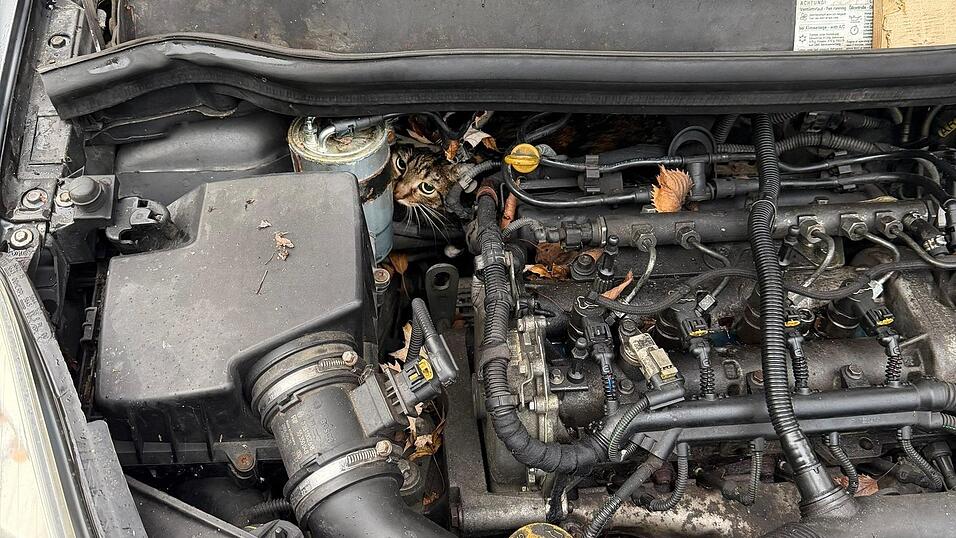 In höchster Not fanden Feuerwehrler eine eingeklemmte Katze in einem Auto vor. In höchster Not fanden Feuerwehrler eine eingeklemmte Katze in einem Auto vor.