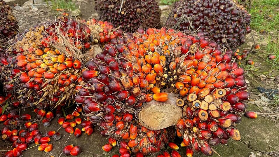 Eine der größten Bedrohungen für Orang-Utans sind Palmöl-Plantagen, die ihnen den Lebensraum nehmen. (Archivbild)