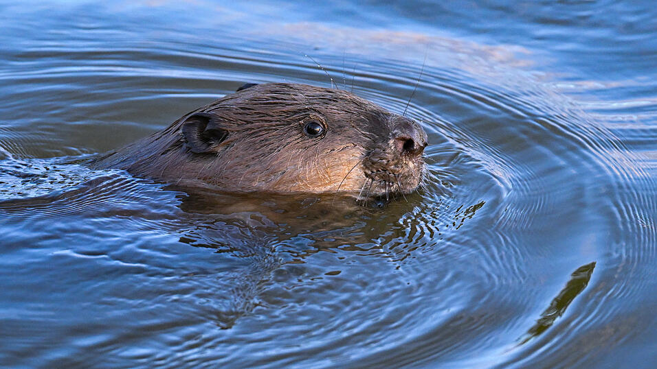 Ein Biber im Wasser: Die Tiere stehen unter Naturschutz. (Symbolfoto) Ein Biber im Wasser: Die Tiere stehen unter Naturschutz. (Symbolfoto)