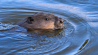 Ein Biber im Wasser: Die Tiere stehen unter Naturschutz. (Symbolfoto) Ein Biber im Wasser: Die Tiere stehen unter Naturschutz. (Symbolfoto)