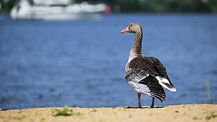 Eine tote Graugans hatte die Geflügelpest in sich. Sie ist der erste Vogel dieses Jahr im Landkreis Cham.