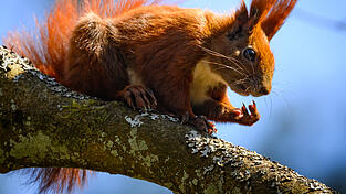 Eichhörnchen sind flinke Kletterer. Eichhörnchen sind flinke Kletterer.