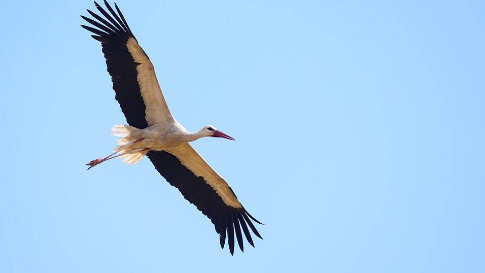 Überflieger: Mit 15.000 Weißstorch-Brutpaaren rechnet der Nabu in dieser Saison. (Archivbild) Überflieger: Mit 15.000 Weißstorch-Brutpaaren rechnet der Nabu in dieser Saison. (Archivbild)