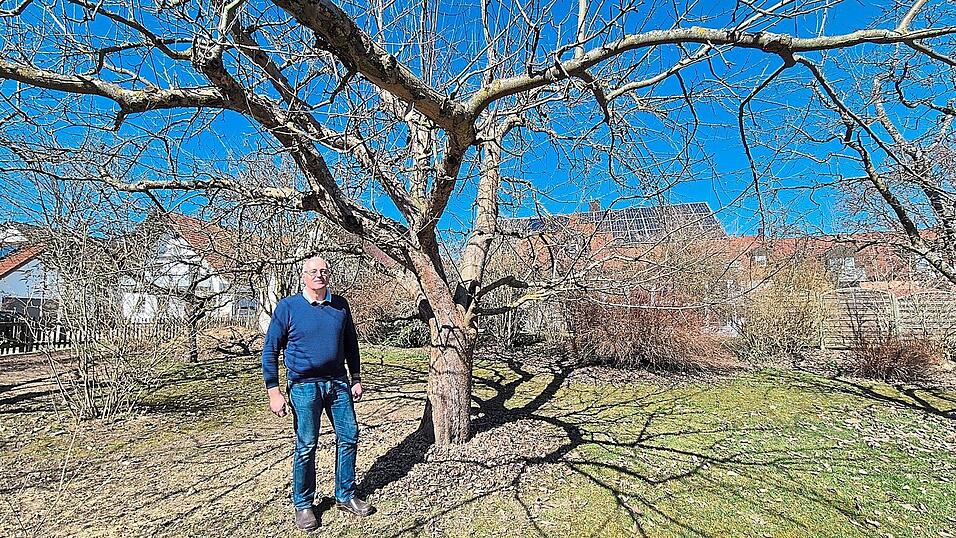Den Boskoop-Apfelbaum hat Rieks Offereins vor 32 Jahren in seinem Garten gepflanzt. Heute hat er einen Durchmesser von 14 Metern.