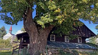 Das ehemalige Wirtshaus in Hadriwa mit der mächtigen Dorflinde, die unter Denkmalschutz steht.