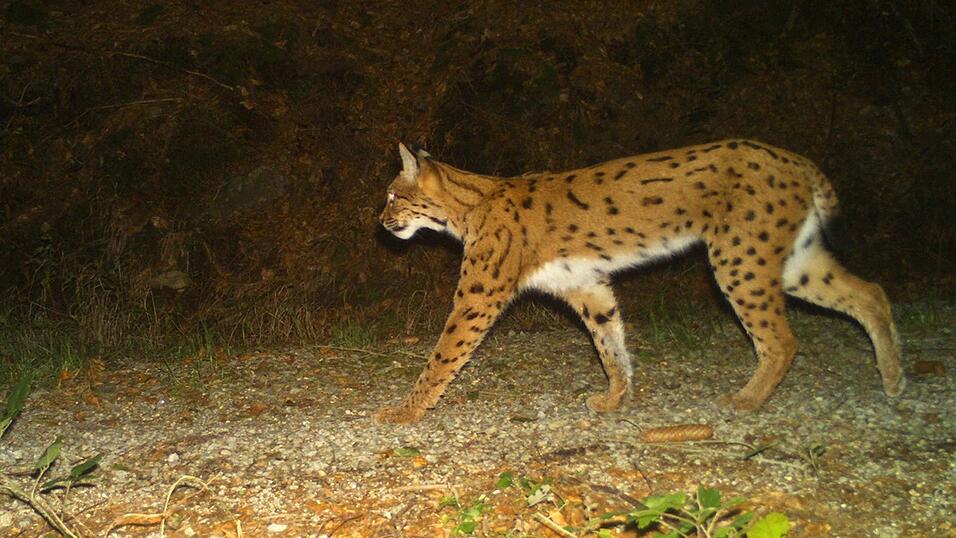 Insgesamt 22 Jungtiere leben nun in den beiden Nationalparken Bayerischer Wald und &Scaron;umava. (Symbolbild)