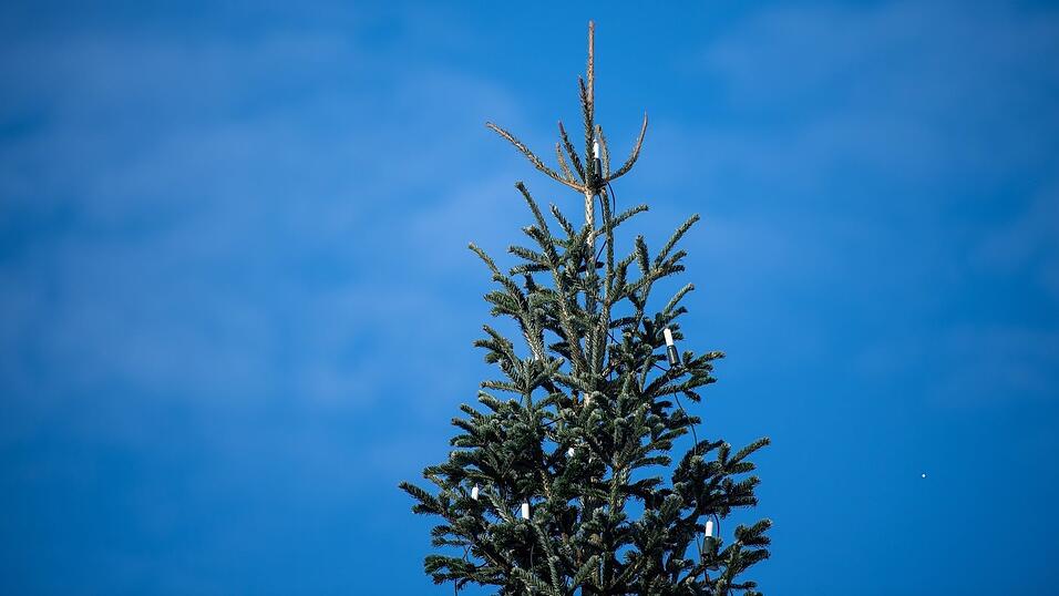 Medienberichten zufolge war der Weihnachtsbaum in Bachhagel 2022 schon einmal umgesägt worden. (Symbolbild)