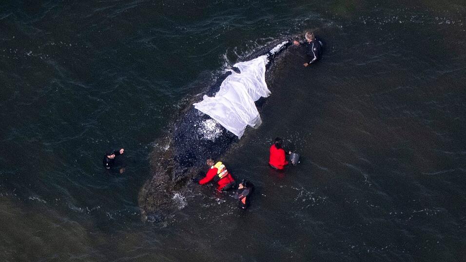 F&uuml;r Wildtiere bedeute jede Ann&auml;herung Stress, betonen Experten.