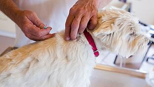 Je nach Reiseziel sollten Tierhalter die Impfung nicht vergessen.