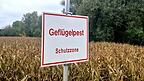 Im Landkreis Dingolfing-Landau wurde ein Fall von Vogelgrippe bekannt. Daraufhin wurde eine Schutzzone von mindestens drei Kilometern eingerichtet.  Im Landkreis Dingolfing-Landau wurde ein Fall von Vogelgrippe bekannt. Daraufhin wurde eine Schutzzone von mindestens drei Kilometern eingerichtet.