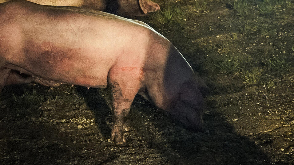 Kniffliger Einsatz f&uuml;r die Feuerwehren aus Rohr/Ndb. und Obereulenbach am sp&auml;ten Donnerstagabend. Ein Schweinetransporter hatte auf dem Weg zum Schlachthof Feuer gefangen. Neun der Tiere kamen durch den Stress und den giftigen Rauch ums Leben.