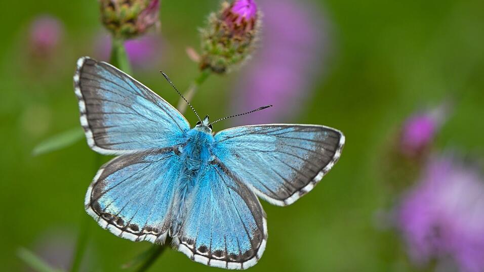Viele Bl&auml;ulings‑Arten haben sehr spezielle Pflanzenvorlieben. (Archivbild)