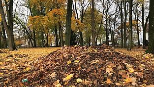 Viele Lastwagenladungen voller Laub fahren die Mitarbeiter der Stadtgärtnerei derzeit wieder in die Kompostanlage des ZAW-SR nach Aiterhofen. Allen Gartenbesitzern rät Stadtgärtner Jörg Bär, das Laub im heimischen Garten als Futter für die Regenwürmer als die fleißigen Helfer jedes Gärtners auf Beeten und unter Stauden zu verteilen. So entsteht ohne großen Aufwand Kompost und fruchtbare Erde. Viele Lastwagenladungen voller Laub fahren die Mitarbeiter der Stadtgärtnerei derzeit wieder in die Kompostanlage des ZAW-SR nach Aiterhofen. Allen Gartenbesitzern rät Stadtgärtner Jörg Bär, das Laub im heimischen Garten als Futter für die Regenwürmer als die fleißigen Helfer jedes Gärtners auf Beeten und unter Stauden zu verteilen. So entsteht ohne großen Aufwand Kompost und fruchtbare Erde.