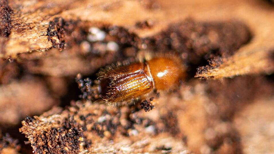 Ein Borkenk&auml;fer auf einer Baumrinde. (Archivbild)