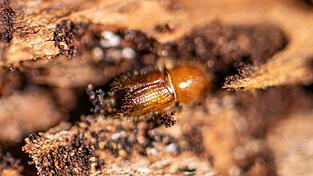 Ein Borkenkäfer auf einer Baumrinde. (Archivbild) Ein Borkenkäfer auf einer Baumrinde. (Archivbild)